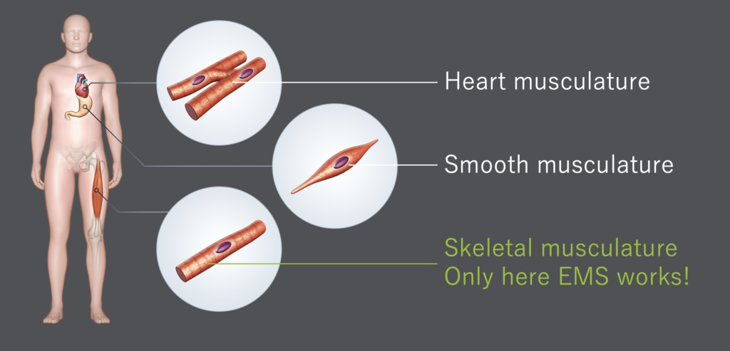 Biological Aspects of Muscles