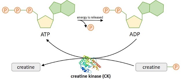 Creatinekinase – Effects with EMS